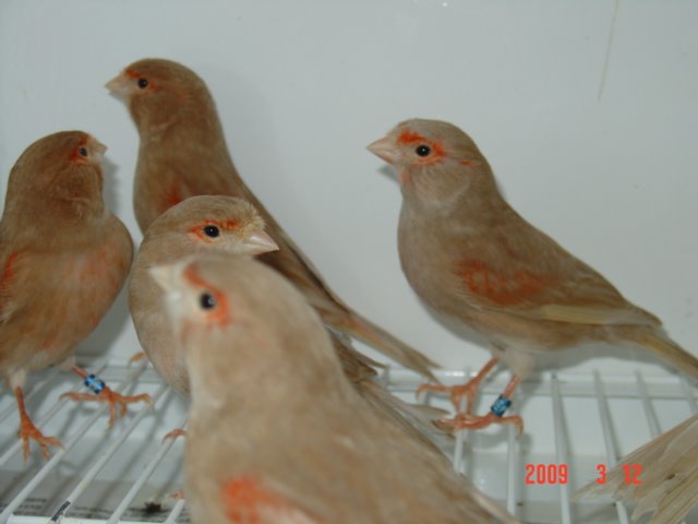 [FEMEAS+marÃ§o+2009+038.jpg]