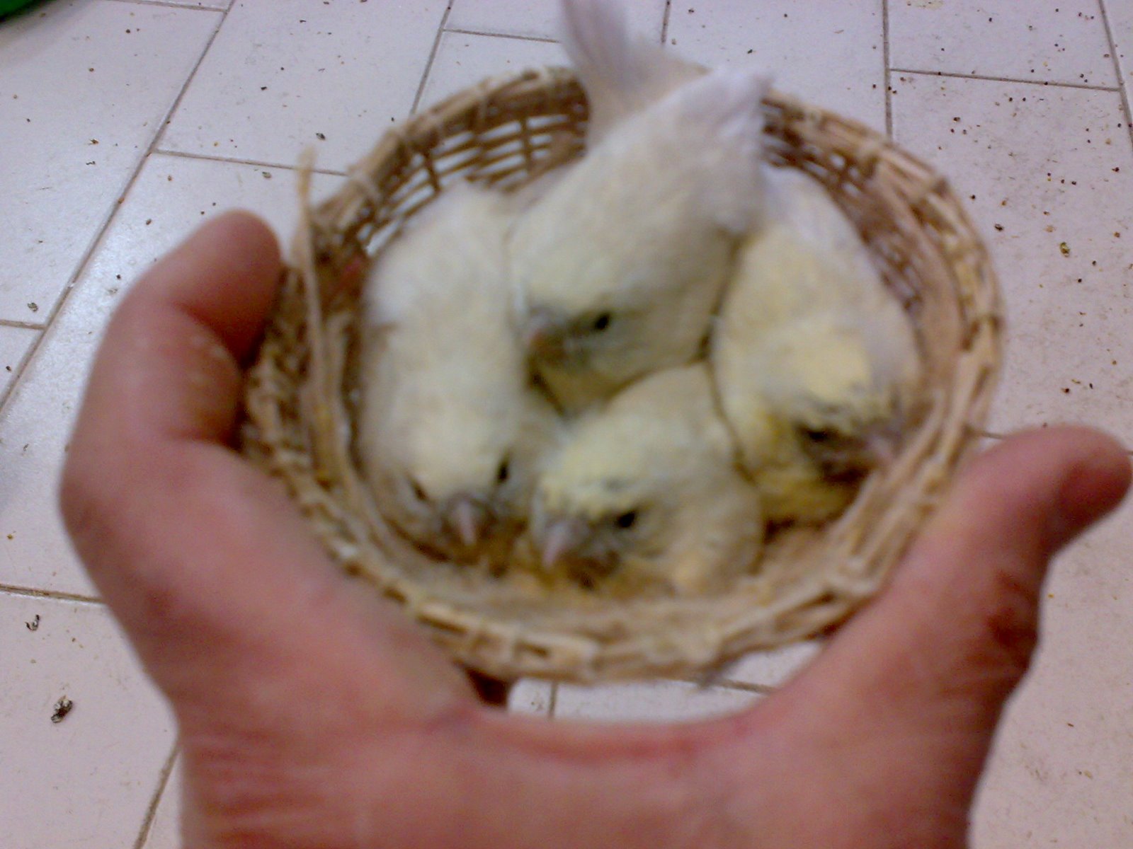 [CANARIOS+NO+NINHO+2º2009+019.jpg]