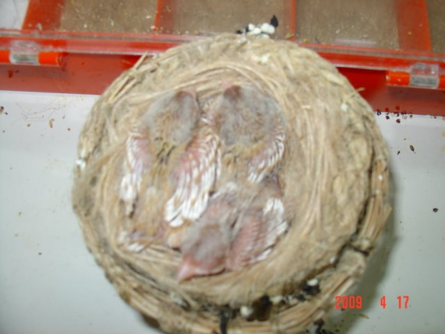 [FOTO+CANARIOS+COM+10+DIAS+067.jpg]