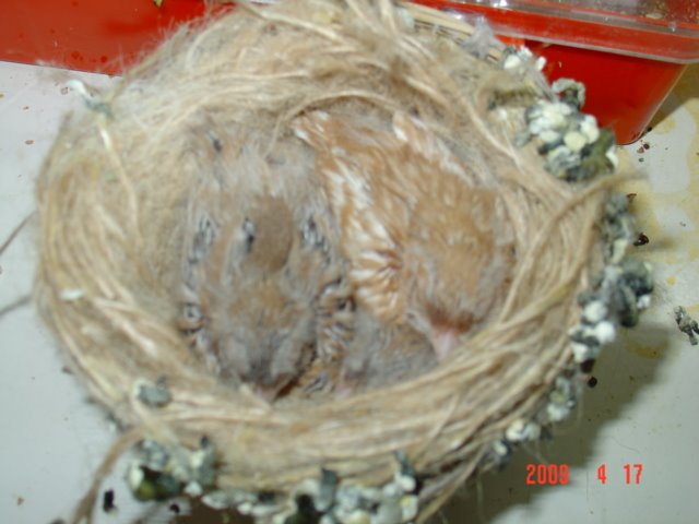 [FOTO+CANARIOS+COM+10+DIAS+037.jpg]