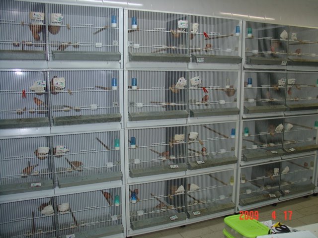 [FOTO+CANARIOS+COM+10+DIAS+087.jpg]