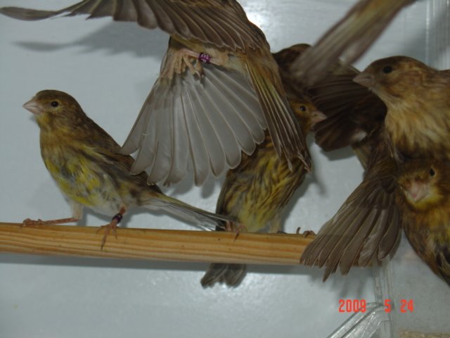[DSC05584.JPG]