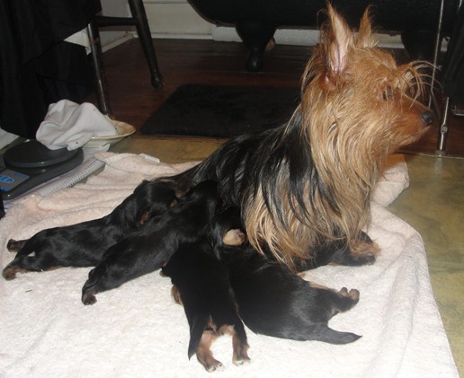 how big is a yorkies stomach yorkie at 4 weeks breeds picture how big is a yorkies stomach yorkie at 4 weeks breeds picture