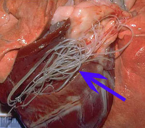 Gambar Cacing Jantung (Dirofilaria Immitis)