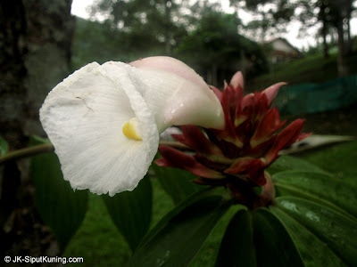 Daun Setawar