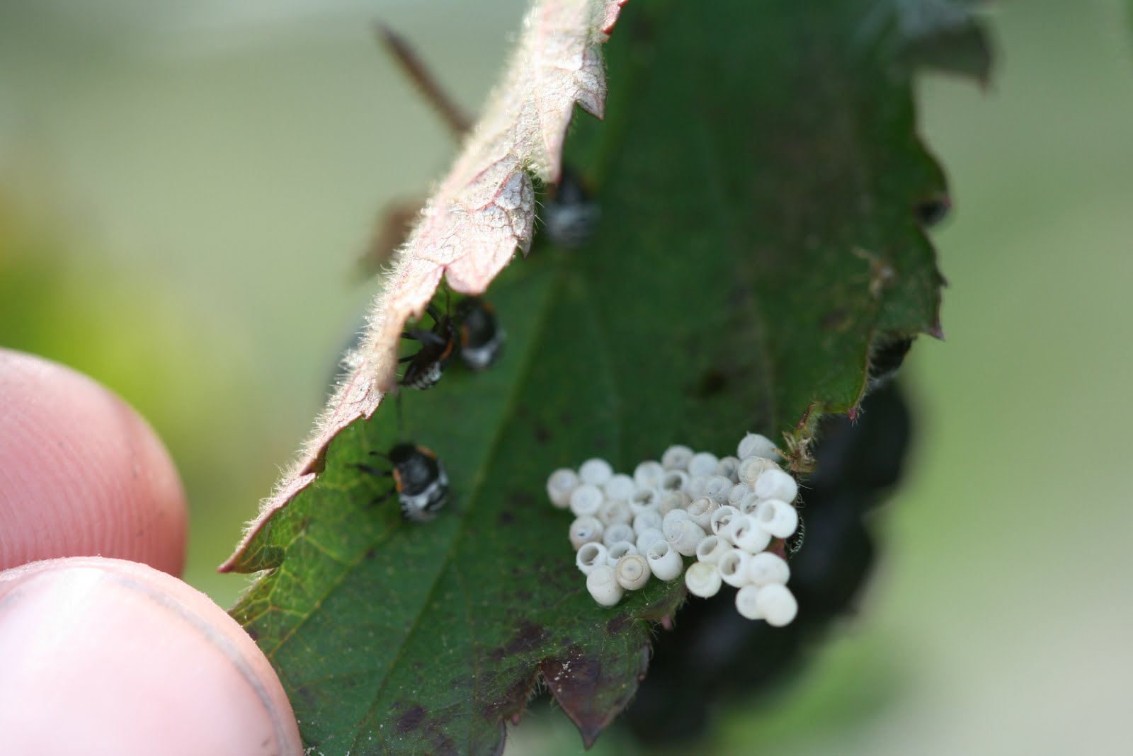 NC Small Fruit & Specialty Crop IPM Other noteable blackberry insects