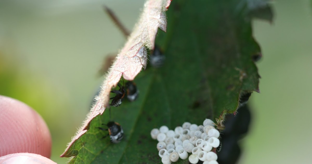 NC Small Fruit & Specialty Crop IPM Other noteable blackberry insects