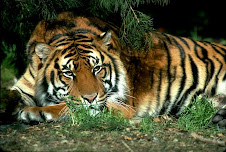 Tigers and the environment