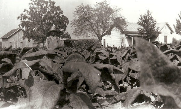 Tobacco Crop