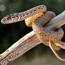 Guate "¡Ámala!": fauna de guatemala