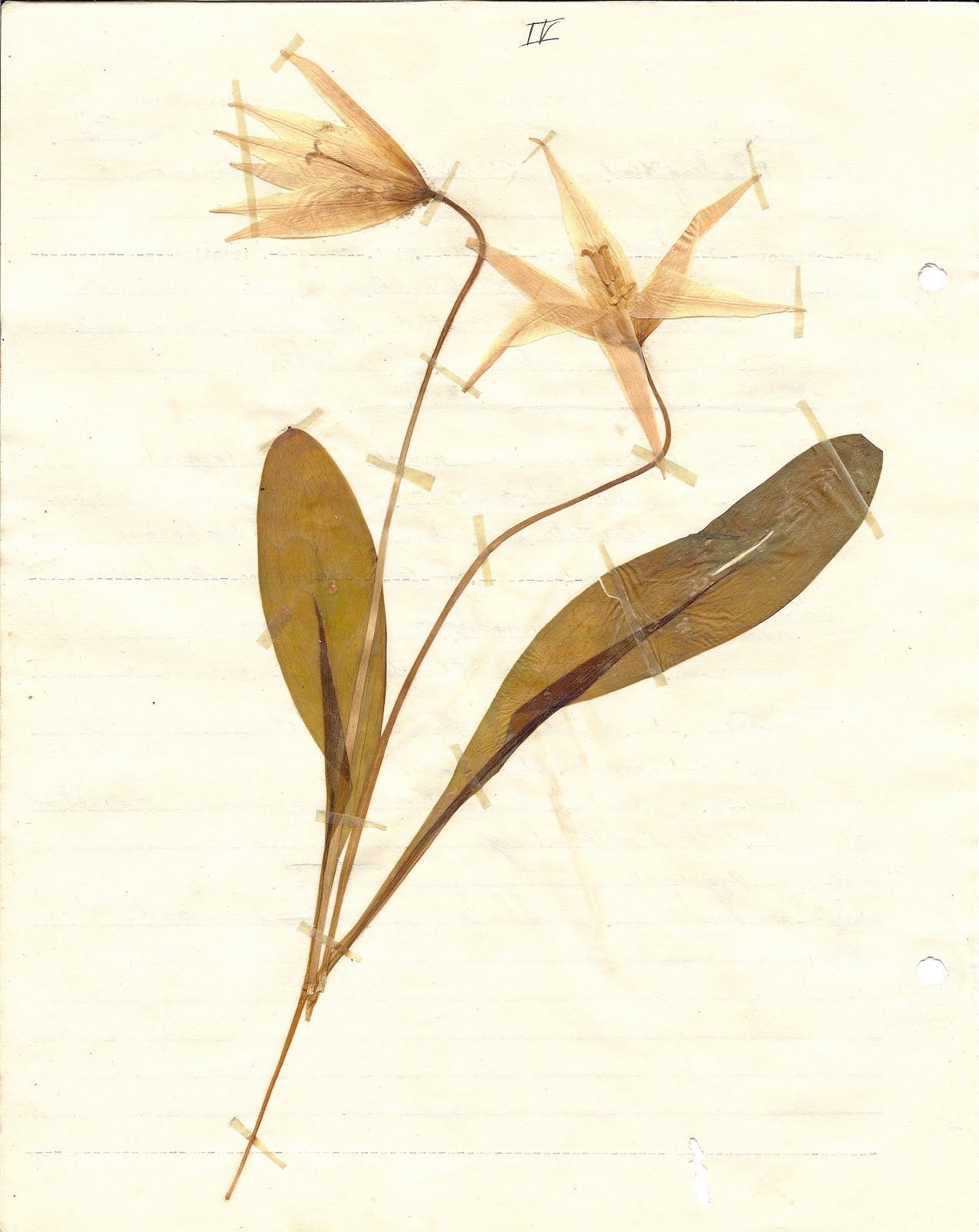 Waxing and Waning The Cousin Connection Botanical Specimens Lambs