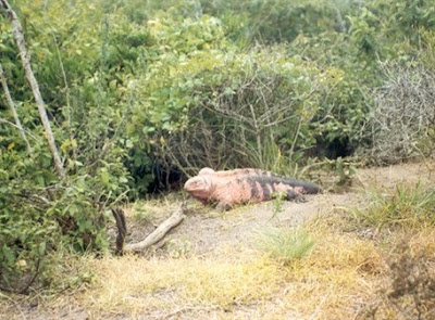 ecuador la reserva ecologica del planeta ecuador la reserva ecologica del planeta