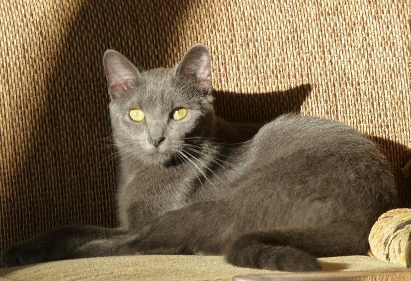 Whiskers & Wool: Gracie.....Our Well Behaved Cat