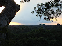 Amazon Basin Flora And Fauna | RM. Amazon Basin Flora And Fauna | RM.
