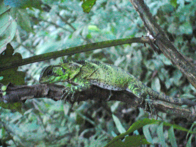 Adventurous Family Travel: Learning about the Amazon Basin Flora ... Adventurous Family Travel: Learning about the Amazon Basin Flora ...