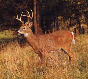White Tail Deer Hunting White Tail Deer Hunting