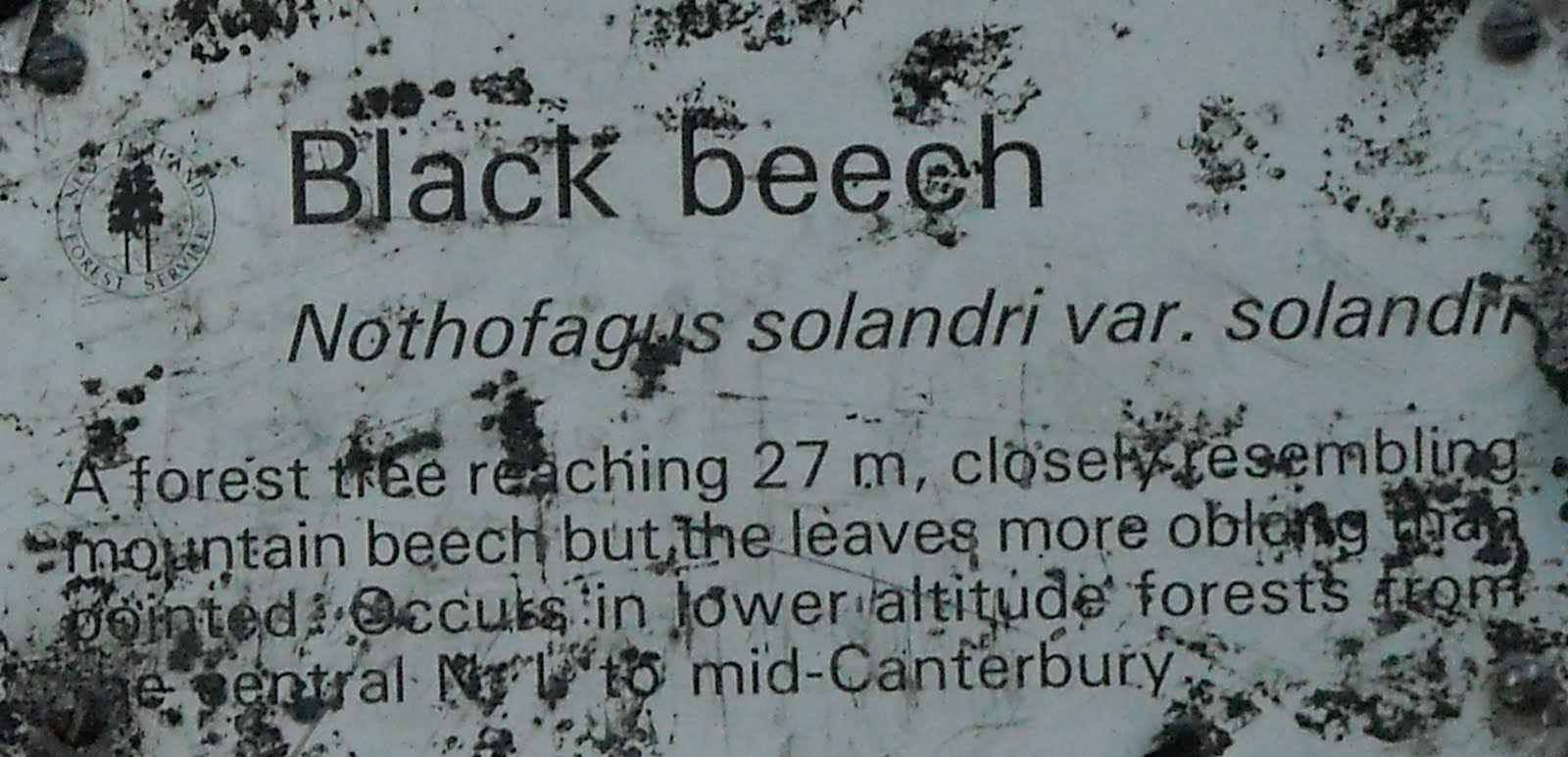 Black Beech Tree