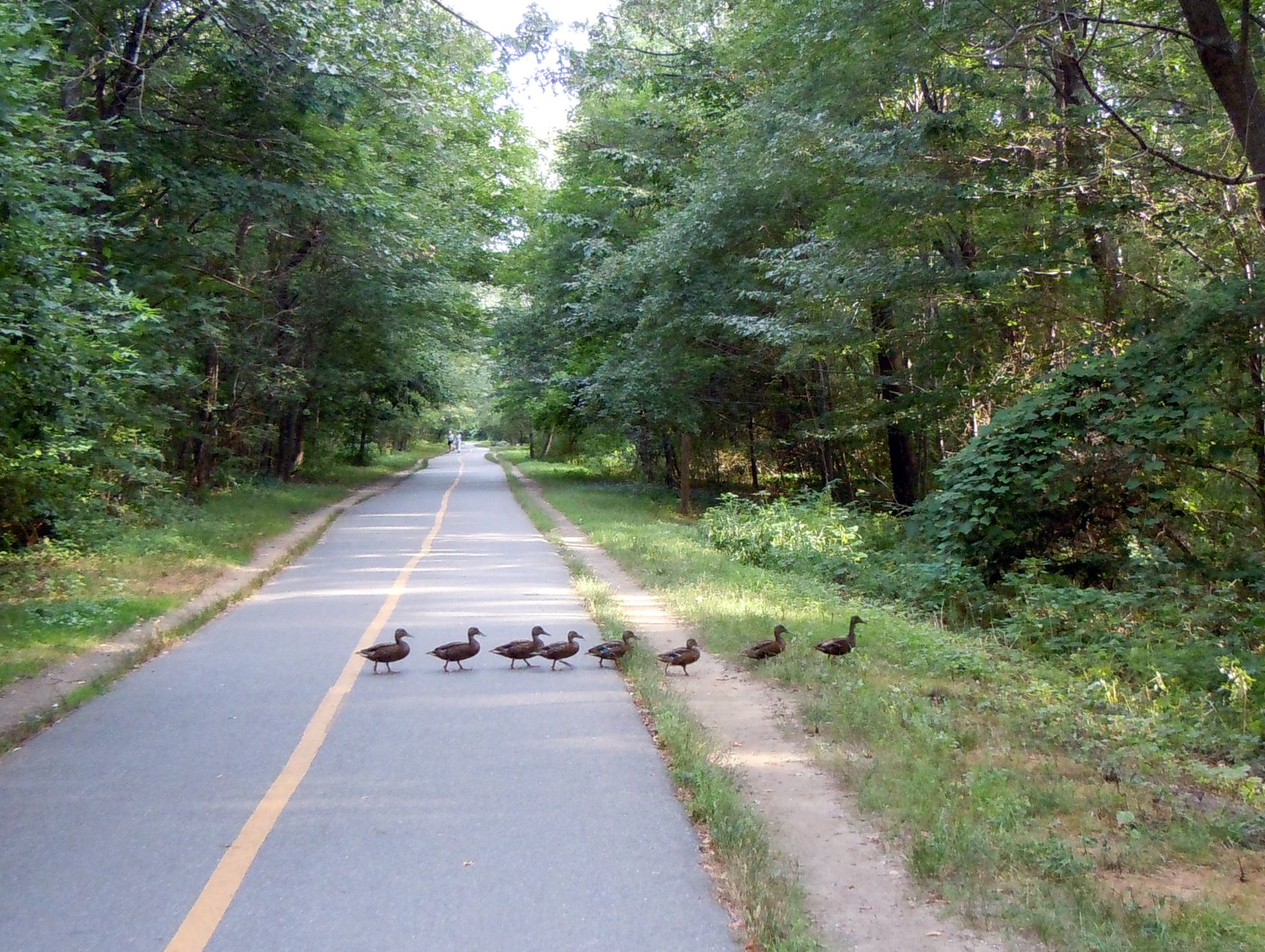 minuteman bikeway rail trail make way for ducklings