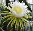 Flor de la pitahaya