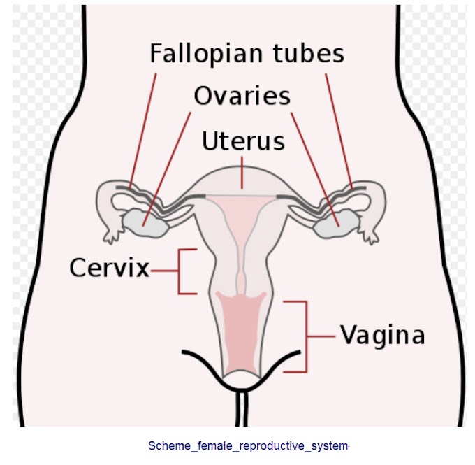 గర్భాశయం లో గడ్డలు , uterine Fibroids