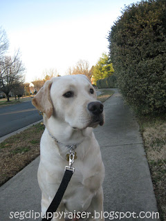 Rocky sitting on the sidewalk on our walk. On both sides of the side walk is grass, on the right hand side is some big bushes. On the left side is a road.