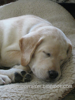 Rocky curled up on his bed when he was about 10 weeks old. All you can see is the upper part of his body, and his paws. He is asleep , in the background is his white bed.