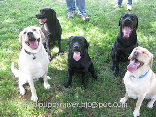 5 of the pups sitting looking up with very happy faces. In the back from left to right: Duchess and Spike. In the front from left to right: Rocky, Sparkie, and Tillie