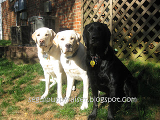 The 3 pups: Siggy (yellow golador), Rocky, and Missy (black golador) all sitting beside each other outside looking to the right towards the camera.
