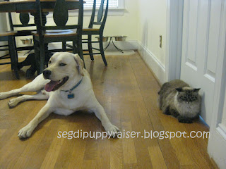 Rocky laying down with a big smile next to one of the cats, Abby, (a gray cat) who is laying next to a door. In the background is a table, and water bowls.