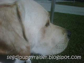 Rocky at the welcome center in Florida. A close up of the side of Rocky’s head as he looks out into the distance