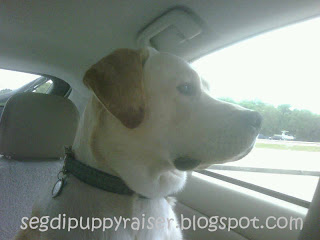 Rocky looking out the window at the rest stop in Orlando