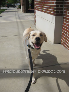 Rocky on his last day of college with me. He is coming towards me with his ears back and with a big smile on his face