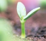 SEEDSAVERS.NET
