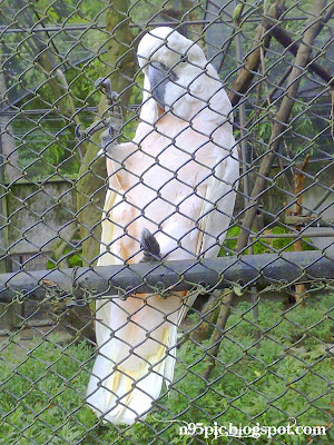 pink crested cockatoo