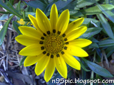 pictures of flowers,n95 pictures,flowers in n95 mobile, mobile photography,n95 mobile