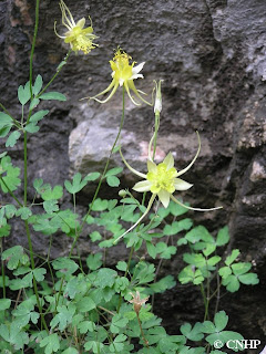 Aquilegia chrysantha var. rydbergii