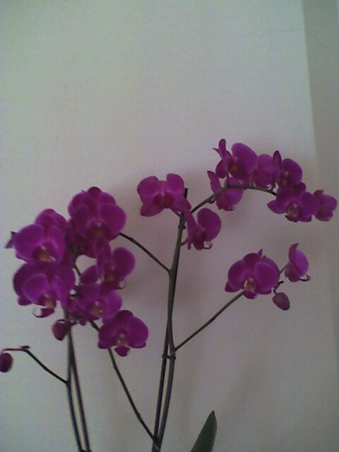 [orquídea.jpg]
