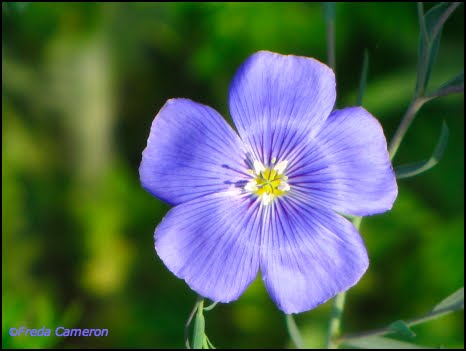 Blue Flax Plant