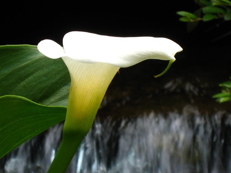 Defining Your Home, Garden and Travel Common Calla Lily