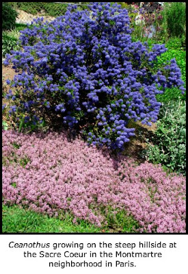 In The Garden Now Blue Mist Hebe Shoreline Area News