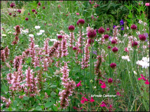 salvia dark dancer
