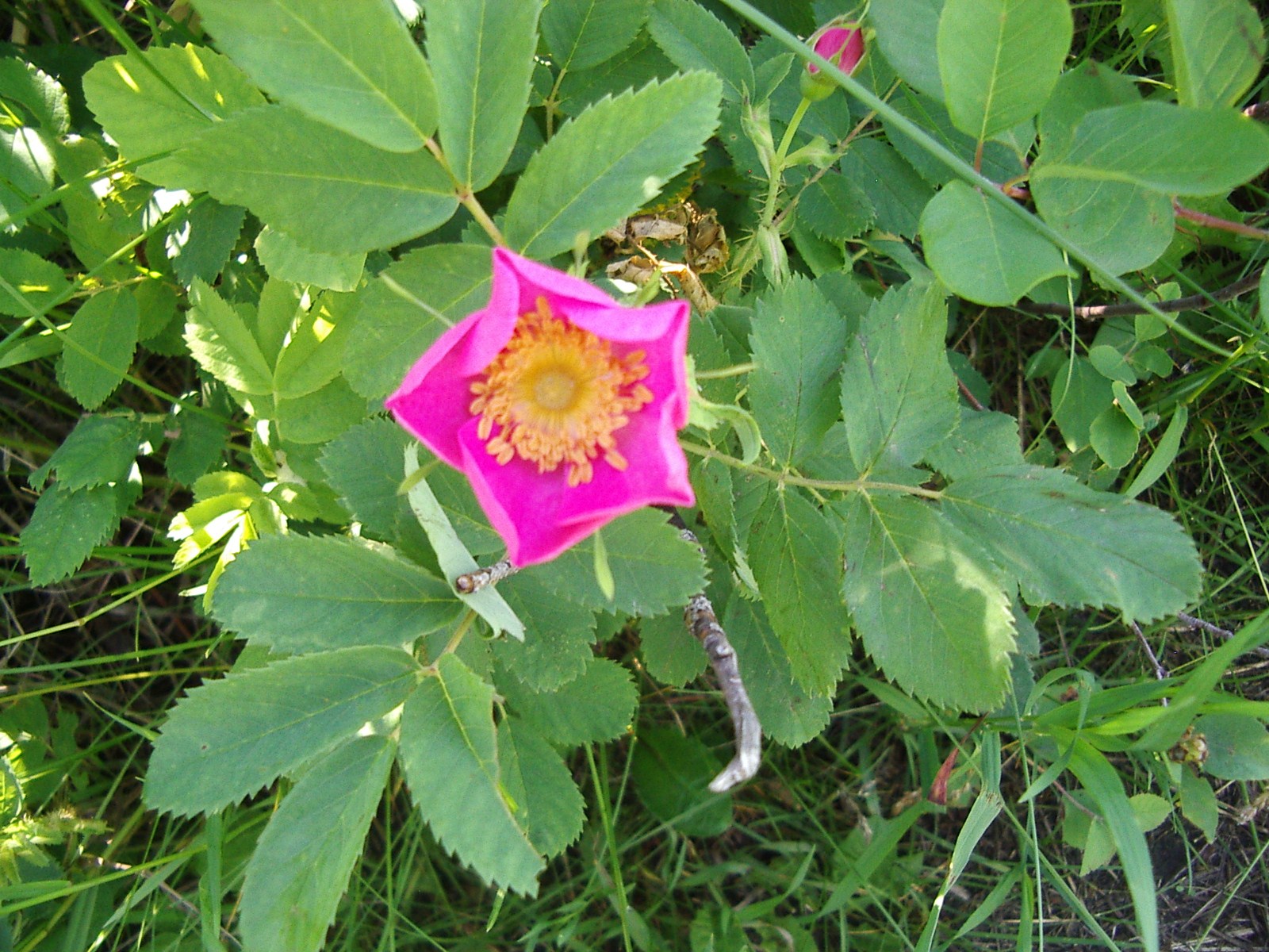LIVING THE GARDENING LIFE: Provincial Emblem - the Alberta Rose