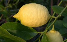Hastalıklara karşı limon