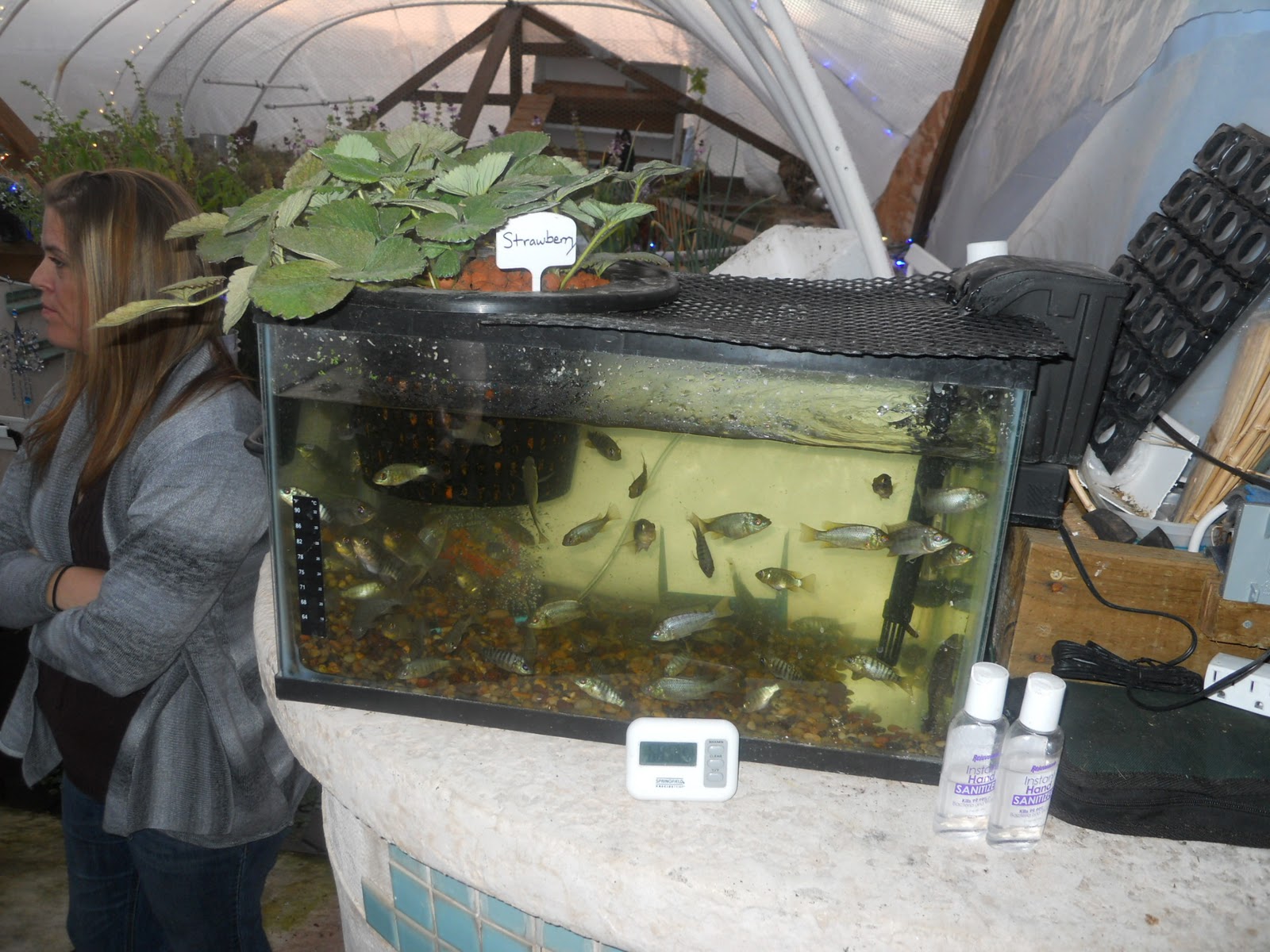 Nell work: Aquaponics fish plants