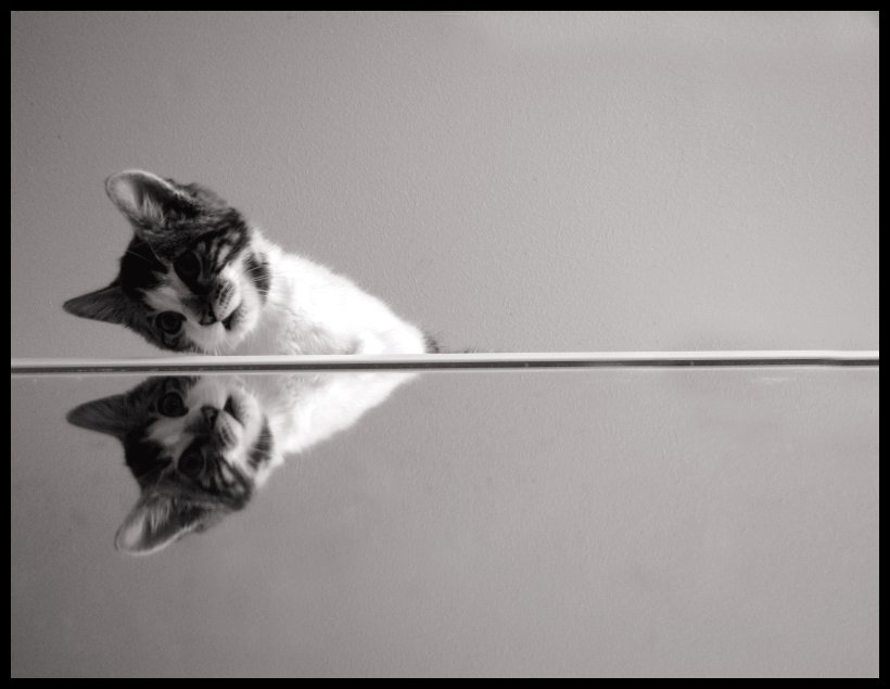 [mirrored_cat_by_beethy.jpg]