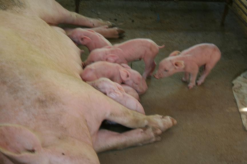 [pigs.JPG]