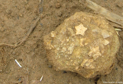 Des fragments de crinoides fossiles 