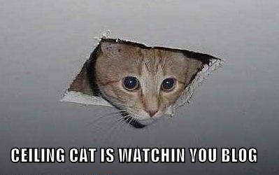 [ceiling+cat+blog.jpg]