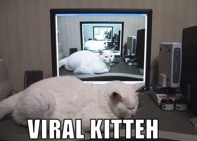 [viralcat.jpg]