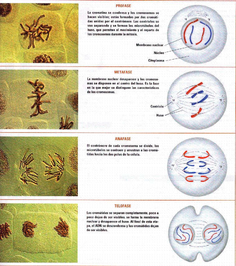 meiosis and mitosis. meiosis vs mitosis.